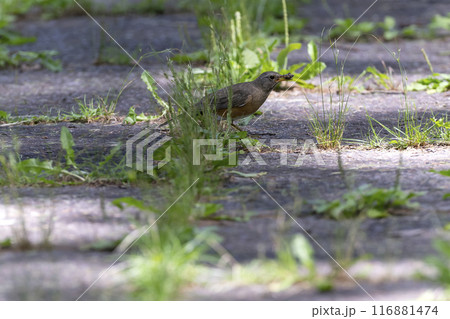 アカハラ 116881474