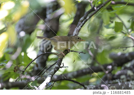 ウグイス ウグイス 116881485
