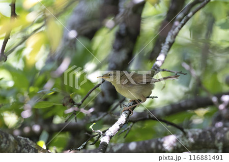 ウグイス ウグイス 116881491
