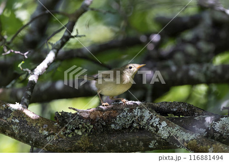 ウグイス 116881494