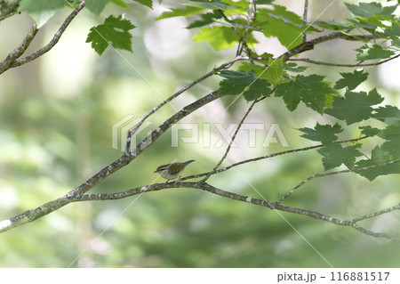 メボソムシクイ 116881517