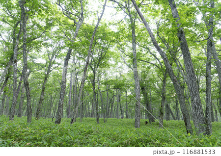 夏の森林 116881533