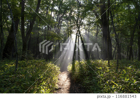 夏の森林 116881543