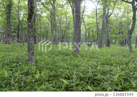 夏の森林 116881545