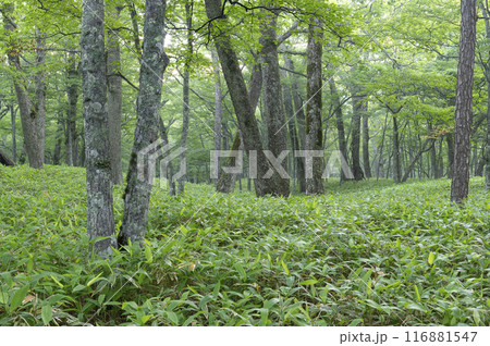 夏の森林 夏の森林 116881547