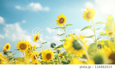 太陽に向かって咲くひまわり。青空。 116882015