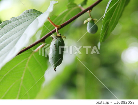 生長したマタタビの果実 116882058