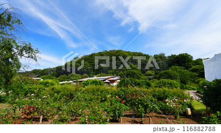 小高い丘から見る景色は梅雨明け宣言日 116882788