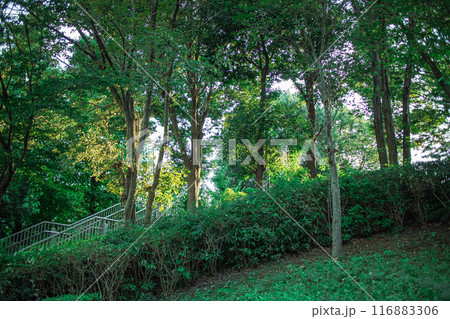 公園の木 116883306