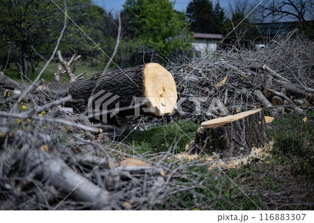 イチョウの木の切り株　切株　年輪　伐採　剪定　植木　造園　切る　倒す　樹木　木　植物　大木　破壊 116883307