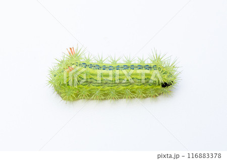 ヒロヘリアオイラガの幼虫 ヒロヘリアオイラガの幼虫 116883378