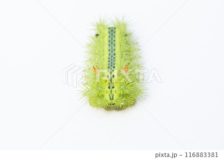 ヒロヘリアオイラガの幼虫 116883381