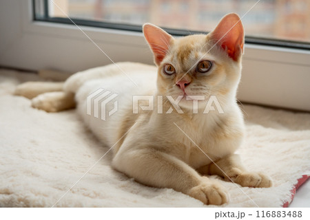 Burmese red kitten resting on the windowsill. Burmese red kitten resting on the windowsill. 116883488