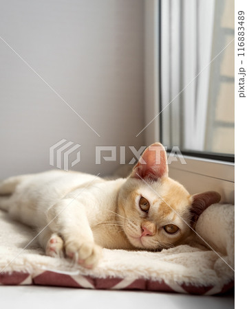 Burmese red kitten resting on the windowsill. 116883489