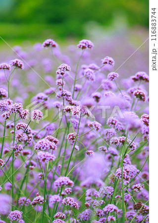 バーベナ あわじ花さじき 116883744