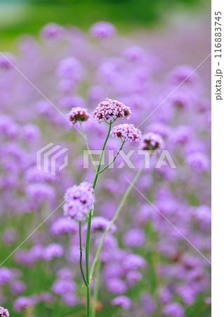 バーベナ あわじ花さじき バーベナ あわじ花さじき 116883745