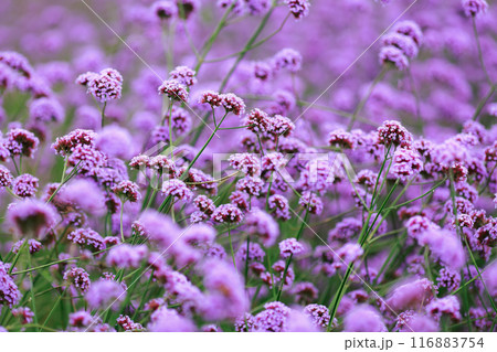 バーベナ あわじ花さじき 116883754