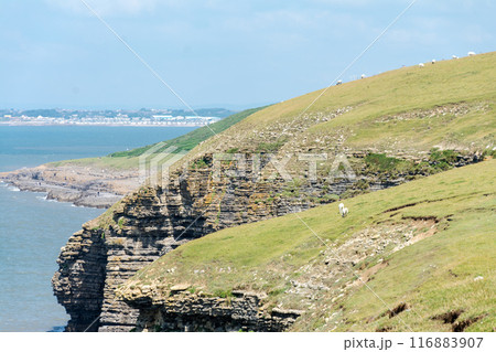 地層がむき出した海沿いにそそり立つ断崖絶壁 南ウェールズの郊外にて 地層がむき出した海沿いにそそり立つ断崖絶壁 南ウェールズの郊外にて 116883907