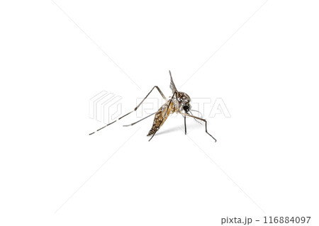 Aedes Mosquito isolated on white background Aedes Mosquito isolated on white background 116884097