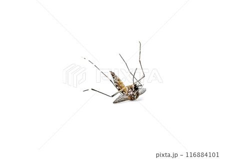 Aedes Mosquito isolated on white background 116884101