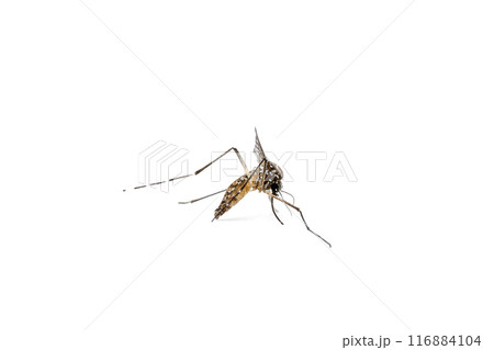 Aedes Mosquito isolated on white background 116884104