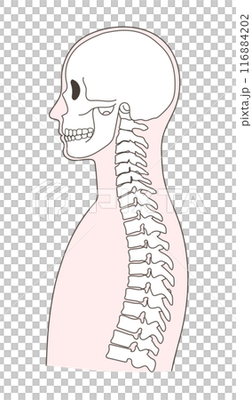 正常人體骨骼上半身圖解 116884202