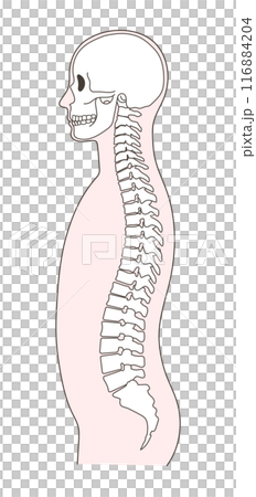 Illustration of a normal skull and spine 116884204