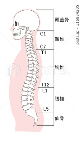 正常な頭蓋骨と脊椎の名称入りイラスト 116884205