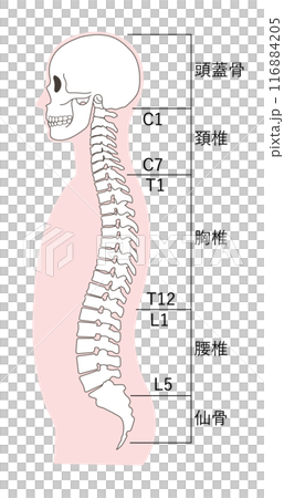 正常頭骨和椎骨名稱的插圖 正常頭骨和椎骨名稱的插圖 116884205