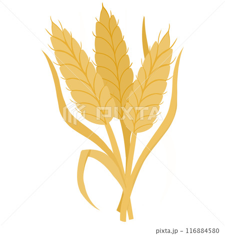 cartoon golden ears of wheat cartoon golden ears of wheat 116884580