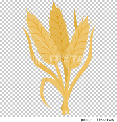 cartoon golden ears of wheat cartoon golden ears of wheat 116884580
