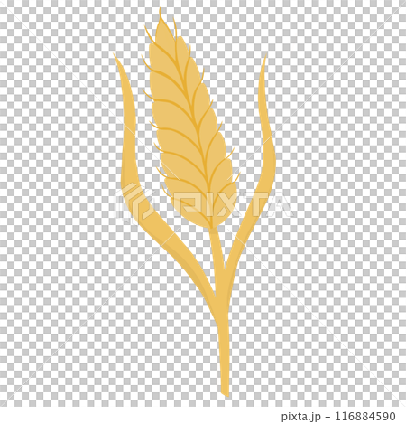 Cute wheat  116884590