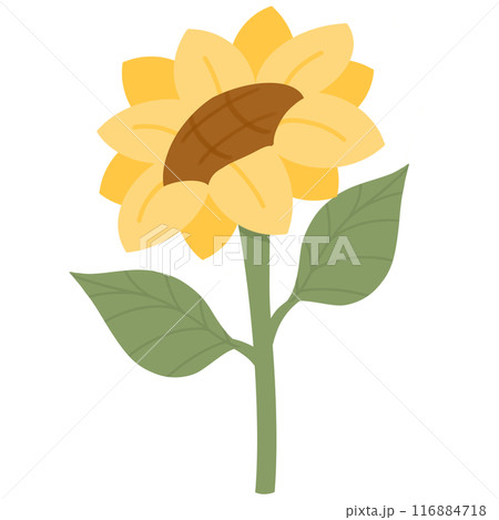 flower yellow blossom isolated on white background flower yellow blossom isolated on white background 116884718