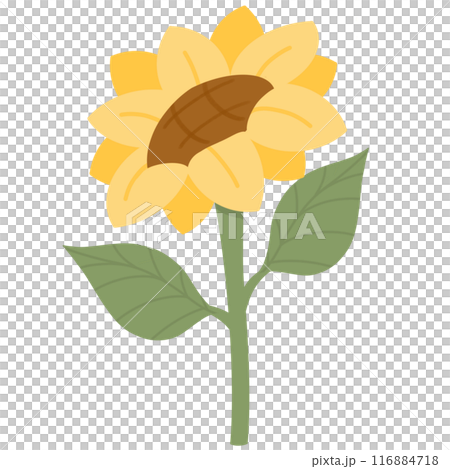 flower yellow blossom isolated on white background flower yellow blossom isolated on white background 116884718