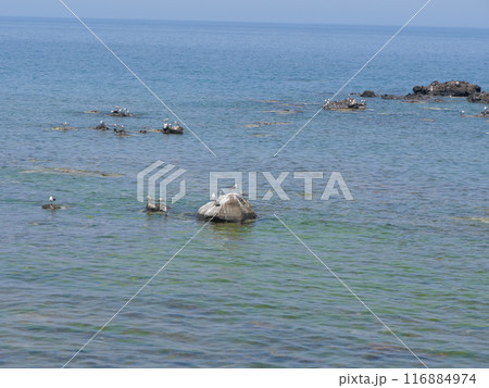 カモメ海岸2 カモメ海岸2 116884974