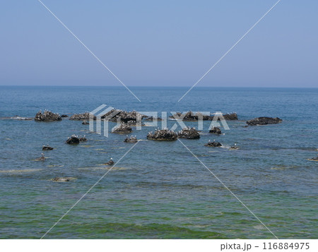 カモメ海岸2 カモメ海岸2 116884975