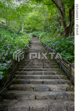 長谷寺 116885282
