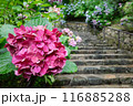 長谷寺 116885288