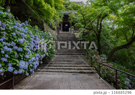長谷寺 116885296