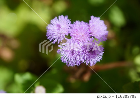 鉢に植えたアゲラタムの花 116885788