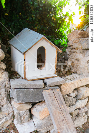 Hand made house for homeless cats stands in park among the trees Hand made house for homeless cats stands in park among the trees 116885858