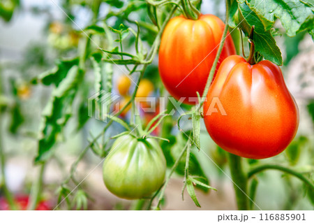 Red ripe tomatoes on a bush 116885901