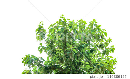 A cut-out of a teak tree on a white background with clipping paths. A cut-out of a teak tree on a white background with clipping paths. 116886135