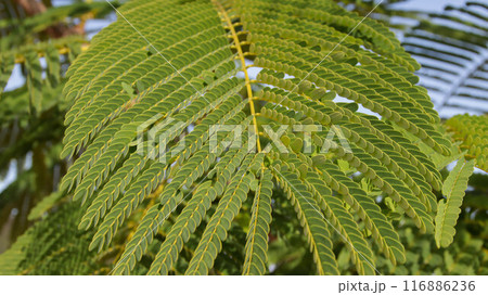 Royal poinciana or Delonix regia or Poinciana regia plant branch green leaves. Royal poinciana or Delonix regia or Poinciana regia plant branch green leaves. 116886236