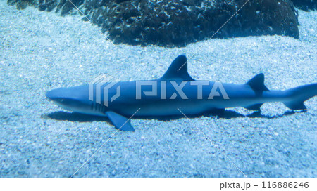 Whitetip reef shark or Triaenodon Obesus lives around the coral reefs, preferred depth range, and relativity slow swimmers. 116886246