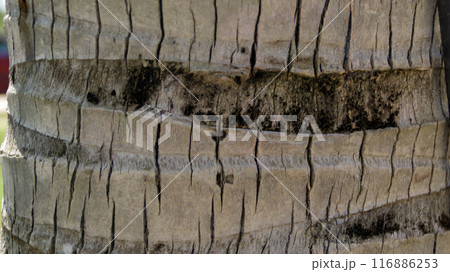 Surface texture of old coconut trunk dry and cracked. Surface texture of old coconut trunk dry and cracked. 116886253