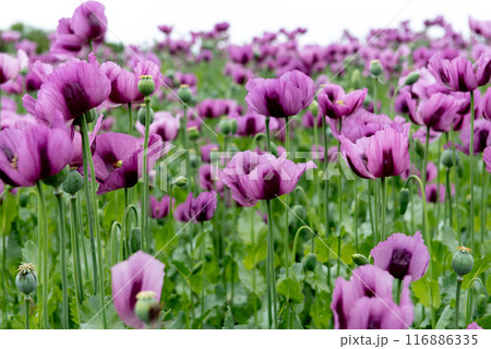 Flowering opium poppy Papaver somniferum on a field in spring. Flowering opium poppy Papaver somniferum on a field in spring. 116886335