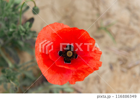 Poppy flower field, harvesting. Landscape, poppy seed. Poppy flower field, harvesting. Landscape, poppy seed. 116886349