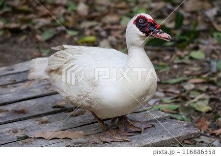 The white duck is live at farm 116886358