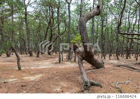 Pine forest or Niji no Matsubara grove in Karatsu, Saga, Japan 116886424